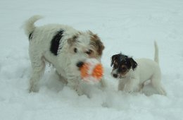 Vicki och Prillan har hittat leksak i snön