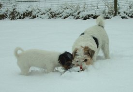 Vicki och Prillan hittar boll i snön