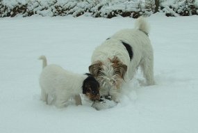 Vicki och Prillan i snön