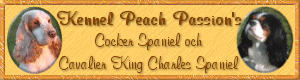 Kennel Peach Passion's